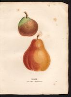 Pyrus communis. Cliquer pour agrandir l'image. Pyrus communis. Cliquer pour agrandir l'image.