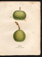 Pyrus communis. Cliquer pour agrandir l'image. Pyrus communis. Cliquer pour agrandir l'image.