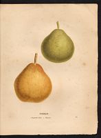 Pyrus communis. Cliquer pour agrandir l'image. Pyrus communis. Cliquer pour agrandir l'image.
