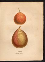 Pyrus communis. Cliquer pour agrandir l'image. Pyrus communis. Cliquer pour agrandir l'image.