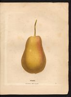 Pyrus communis. Cliquer pour agrandir l'image. Pyrus communis. Cliquer pour agrandir l'image.