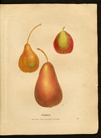Pyrus communis. Cliquer pour agrandir l'image. Pyrus communis. Cliquer pour agrandir l'image.