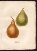 Pyrus communis. Cliquer pour agrandir l'image. Pyrus communis. Cliquer pour agrandir l'image.