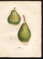 Pyrus communis. Cliquer pour agrandir l'image. Pyrus communis. Cliquer pour agrandir l'image.