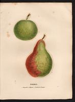 Pyrus communis. Cliquer pour agrandir l'image. Pyrus communis. Cliquer pour agrandir l'image.