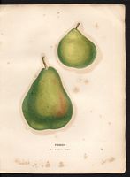 Pyrus communis. Cliquer pour agrandir l'image. Pyrus communis. Cliquer pour agrandir l'image.