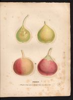 Pyrus communis. Cliquer pour agrandir l'image. Pyrus communis. Cliquer pour agrandir l'image.
