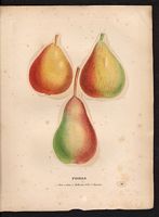 Pyrus communis. Cliquer pour agrandir l'image. Pyrus communis. Cliquer pour agrandir l'image.