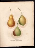 Pyrus communis. Cliquer pour agrandir l'image. Pyrus communis. Cliquer pour agrandir l'image.