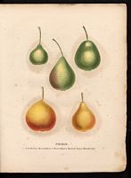 Pyrus communis. Cliquer pour agrandir l'image. Pyrus communis. Cliquer pour agrandir l'image.