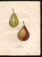 Pyrus communis. Cliquer pour agrandir l'image. Pyrus communis. Cliquer pour agrandir l'image.