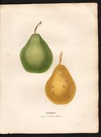 Pyrus communis. Cliquer pour agrandir l'image. Pyrus communis. Cliquer pour agrandir l'image.