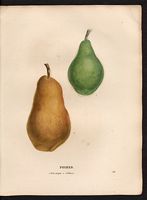 Pyrus communis. Cliquer pour agrandir l'image. Pyrus communis. Cliquer pour agrandir l'image.