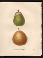 Pyrus communis. Cliquer pour agrandir l'image. Pyrus communis. Cliquer pour agrandir l'image.