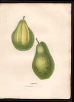 Pyrus communis. Cliquer pour agrandir l'image. Pyrus communis. Cliquer pour agrandir l'image.