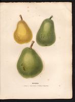 Pyrus communis. Cliquer pour agrandir l'image. Pyrus communis. Cliquer pour agrandir l'image.