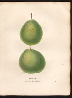 Pyrus communis. Cliquer pour agrandir l'image. Pyrus communis. Cliquer pour agrandir l'image.