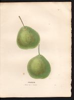 Pyrus communis. Cliquer pour agrandir l'image. Pyrus communis. Cliquer pour agrandir l'image.