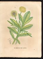 Scabiosa alpina. Cephalaria alpina. Cliquer pour agrandir l'image. Scabiosa alpina. Cephalaria alpina. Cliquer pour agrandir l'image.