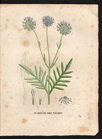 Scabiosa arvensis. Knautia arvensis. Cliquer pour agrandir l'image. Scabiosa arvensis. Knautia arvensis. Cliquer pour agrandir l'image.