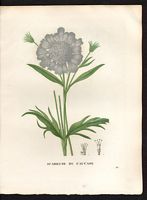 Scabiosa caucasica. Cliquer pour agrandir l'image. Scabiosa caucasica. Cliquer pour agrandir l'image.