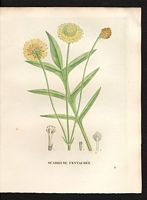 Scabiosa centauroides. Cephalaria uralensis. Cliquer pour agrandir l'image. Scabiosa centauroides. Cephalaria uralensis. Cliquer pour agrandir l'image.