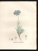Scabiosa graminifolia. Cliquer pour agrandir l'image. Scabiosa graminifolia. Cliquer pour agrandir l'image.