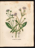 Scabiosa hybrida. Knautia integrifolia. Cliquer pour agrandir l'image. Scabiosa hybrida. Knautia integrifolia. Cliquer pour agrandir l'image.