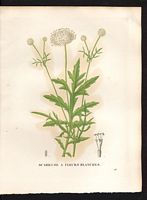 Scabiosa leucantha. Cephalaria leucantha. Cliquer pour agrandir l'image. Scabiosa leucantha. Cephalaria leucantha. Cliquer pour agrandir l'image.