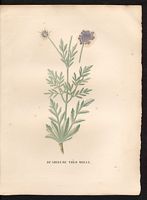 Scabiosa mollissima. Cliquer pour agrandir l'image. Scabiosa mollissima. Cliquer pour agrandir l'image.
