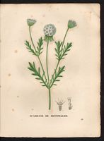 Scabiosa monspeliensis. Cliquer pour agrandir l'image. Scabiosa monspeliensis. Cliquer pour agrandir l'image.