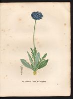 Scabiosa pyrenaica. Cliquer pour agrandir l'image. Scabiosa pyrenaica. Cliquer pour agrandir l'image.