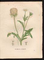 Scabiosa stellata. Cliquer pour agrandir l'image. Scabiosa stellata. Cliquer pour agrandir l'image.
