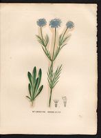 Scabiosa suaveolens. Scabiosa canescens. Cliquer pour agrandir l'image. Scabiosa suaveolens. Scabiosa canescens. Cliquer pour agrandir l'image.