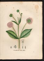 Scabiosa sylvatica. Knautia drymeia. Cliquer pour agrandir l'image. Scabiosa sylvatica. Knautia drymeia. Cliquer pour agrandir l'image.