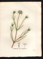 Scabiosa ukranica. Scabiosa ucranica. Cliquer pour agrandir l'image. Scabiosa ukranica. Scabiosa ucranica. Cliquer pour agrandir l'image.