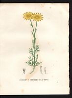 Senecio abrotanifolius. Cliquer pour agrandir l'image. Senecio abrotanifolius. Cliquer pour agrandir l'image.