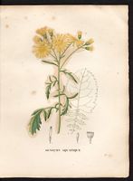 Senecio aquaticus. Cliquer pour agrandir l'image. Senecio aquaticus. Cliquer pour agrandir l'image.