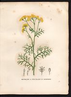 Senecio artemisiaefolius. Senecio adonidifolius. Cliquer pour agrandir l'image. Senecio artemisiaefolius. Senecio adonidifolius. Cliquer pour agrandir l'image.