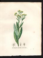 Senecio cacaliaster. Cliquer pour agrandir l'image. Senecio cacaliaster. Cliquer pour agrandir l'image.