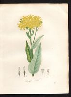 Senecio doria. Cliquer pour agrandir l'image. Senecio doria. Cliquer pour agrandir l'image.
