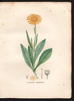 Senecio doronicum. Cliquer pour agrandir l'image. Senecio doronicum. Cliquer pour agrandir l'image.