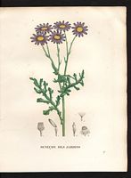Senecio elegans. Cliquer pour agrandir l'image. Senecio elegans. Cliquer pour agrandir l'image.