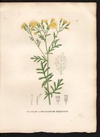 Senecio erucaefolius. Senecio erucifolius. Cliquer pour agrandir l'image. Senecio erucaefolius. Senecio erucifolius. Cliquer pour agrandir l'image.