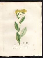 Senecio ovatus. Cliquer pour agrandir l'image. Senecio ovatus. Cliquer pour agrandir l'image.