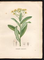 Senecio sarracenicus. Senecio fluviatilis. Cliquer pour agrandir l'image. Senecio sarracenicus. Senecio fluviatilis. Cliquer pour agrandir l'image.