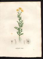 Senecio squalidus. Cliquer pour agrandir l'image. Senecio squalidus. Cliquer pour agrandir l'image.