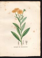 Senecio tournefortii. Senecio pyrenaicus. Cliquer pour agrandir l'image. Senecio tournefortii. Senecio pyrenaicus. Cliquer pour agrandir l'image.