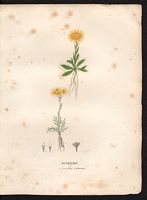 Séneçon à une fleur (Senecio uniflorus). Cliquer pour agrandir l'image. Séneçon à une fleur (Senecio uniflorus). Cliquer pour agrandir l'image.