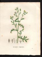 Senecio viscosus. Cliquer pour agrandir l'image. Senecio viscosus. Cliquer pour agrandir l'image.